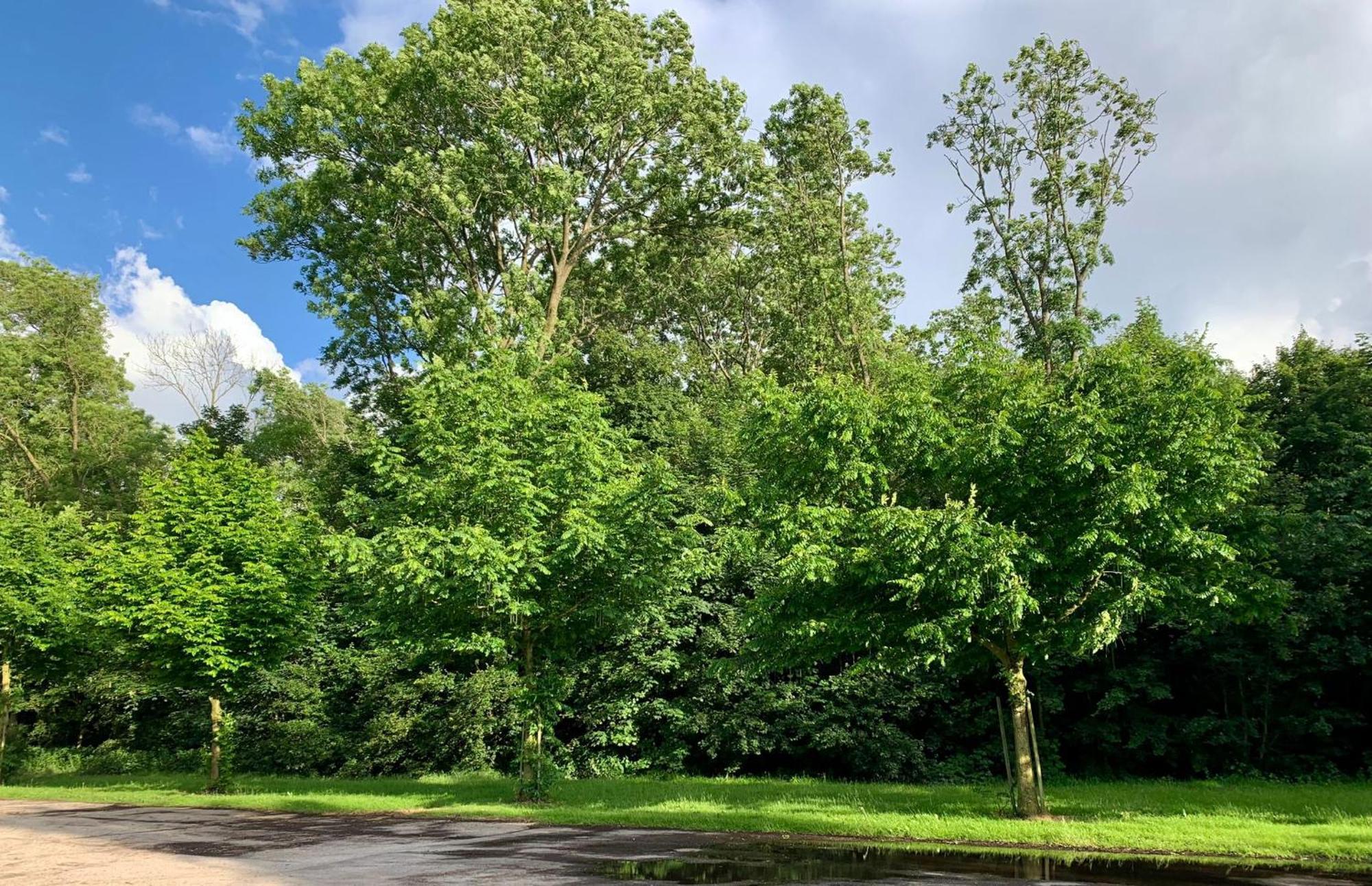 Apartmán Klein Boszicht Rutten Exteriér fotografie